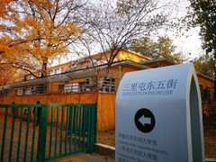 -三里屯东五街银杏大道