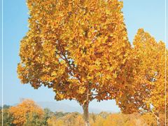 -北京西山国家森林公园