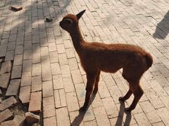-苏州太湖西山岛开心农场