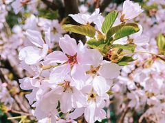 -新虹桥中心花园