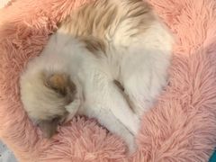 -喵喵咪呀布偶猫咖(春熙路店)
