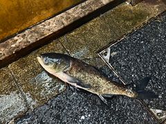 -淳安二十八道·美食汇·淳鱼馆(阳光路店)