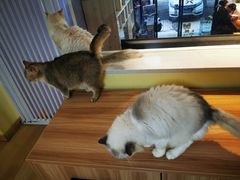 -Meowの猫咖(万家丽店)