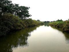 -大湾区中央湿地公园