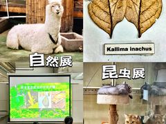 -上海大自然野生昆虫馆(东方明珠·爬宠昆虫探索中心)