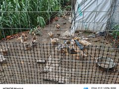 -南汇新场正宗水蜜桃采摘