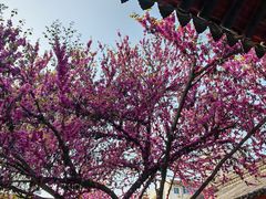 -万寿八仙宫