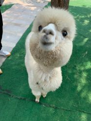 -萌宠亲子动物乐园(槐房万达店)