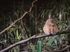 -夜间野生动物园