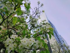 -海盗虾饭·剥好的小龙虾饭(SOHO尚都店)