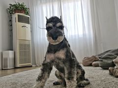 -读宠于你·约克夏比熊·睫角守宫·爬宠售卖(高新店)