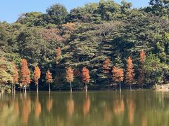 -广州市石门国家森林公园