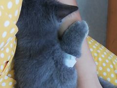 -瑞派福兴宠物医院犬猫全科·骨科·中西医结合(河东店)