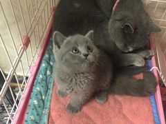 -喵zoo家庭繁育猫舍(尖东智能花园店)