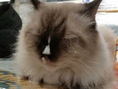 -平行世界·猫咖(首经贸店)