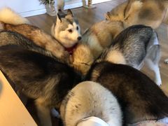 -Husky Go! 哈士奇体验馆·宠物咖啡厅狗咖