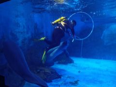 -烟台海昌鲸鲨海洋公园