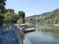 -银湖山郊野公园-相思林