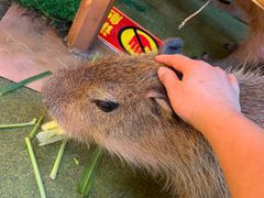 -正佳雨林生态植物园