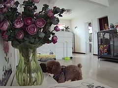 -波姐宠物家庭寄养