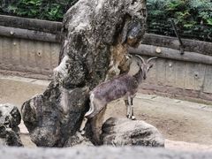 -成都动物园