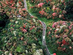 -贵州百里杜鹃风景名胜区