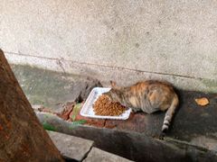 -中山大学学者灵芝(园南路店)