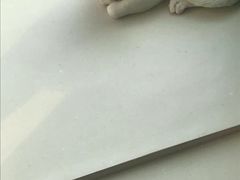 -飞行喵MR PILOT|猫舍·猫咖(静安大融城店)