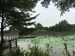 -大湾区中央湿地公园