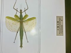 -上海昆虫博物馆