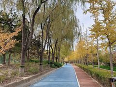 -大兴滨河森林公园