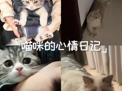 -lincat·猫舍(广州店)