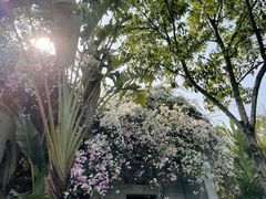 -深圳国际园林花卉博览园