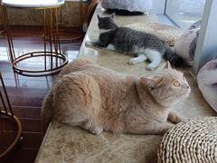 -Catmate·猫肥家润(金润铂宫店)