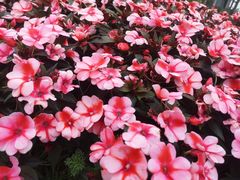 -深圳国际园林花卉博览园