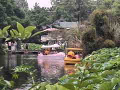 -桂湖森林公园