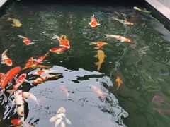 -华庭苑农家乐(旺山店)