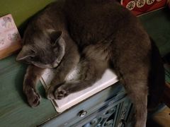 -猫猫幼稚园·撸猫·桌游·电玩