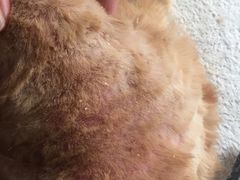 -瑞派动物医院·绝育·犬猫全科·预防医学(光景江南中店)