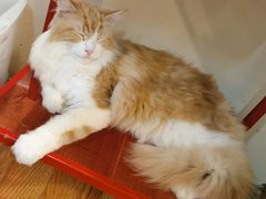 -猫色咖啡·猫咖