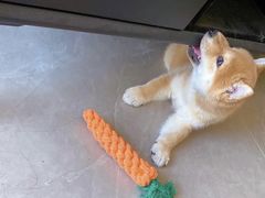 -萌宠之家·腊肠犬·马尔泰·小体犬舍
