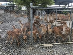 -鹿境梅花鹿生态园区