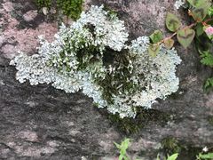 -苍山感通索道