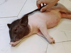 -藦茜花园宠物主题亲子互动体验馆(国顺东路店)