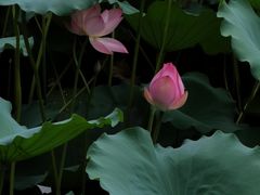 -荔湾湖公园