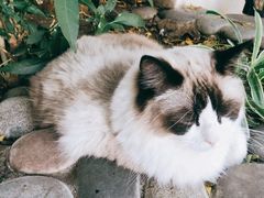 -喵屿·大理花园猫咖