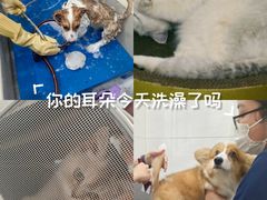 -艾贝尔宠物医院 ·内科全科(梁溪路店)