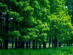 -上海共青森林公园