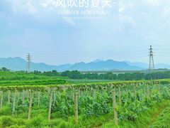 -北京张裕爱斐堡酒庄