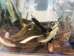 滋补炭烤鳗鱼-本炙炭烤·蒲烧活鳗料理店(金沙洲店)